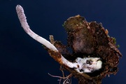 V Amazonii byla objevena houba, která zabíjí pavouky
