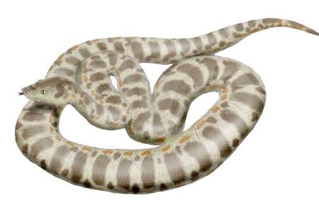 V Indii byly objeveny pozůstatky hada, který mohl být nejdelším na světě