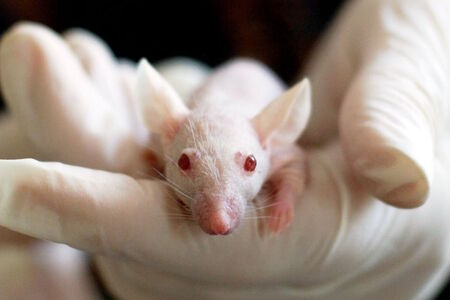 Hybridní mozkové systémy aneb Krysí neurony v mozcích myší