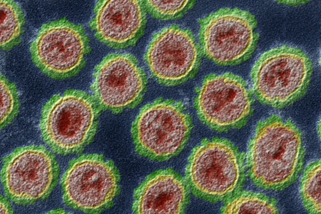 U viru ptačí chřipky byly zjištěny nové mutace