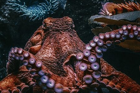 Podivuhodné chobotnice:  Hraví, zlomyslní, ale hlavně vysoce inteligentní bezobratlí
