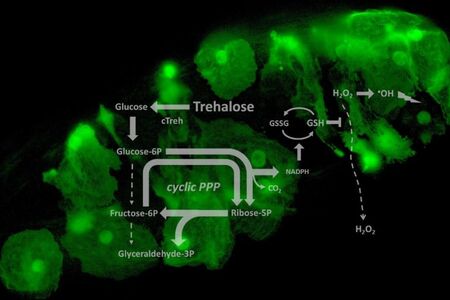 Cyklická pentózofosfátová dráha chrání hostitele zároveň před patogenem i před vlastní imunitní reakcí