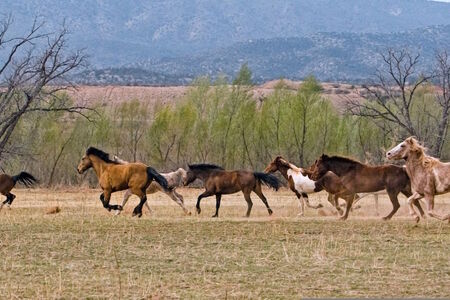 Domestikace koní proběhla až před 4200 lety, tedy o tisíc let později, než se odborníci domnívali