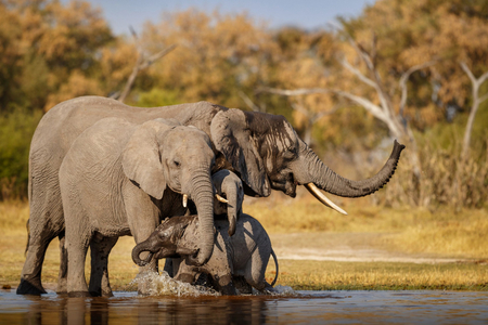 I sloni si dávají přezdívky… Nevěříte?