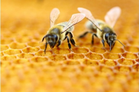 Akta včely: Jaká je role opylovačů v krajině a co je ohrožuje?