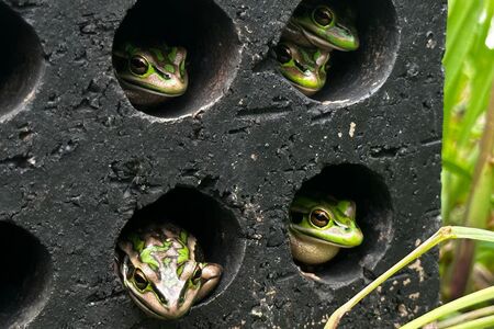 Žabí sauna zachraňuje těmto obojživelníkům životy