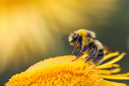 Vědci vyvíjejí ochranu včel a čmeláků před pesticidy