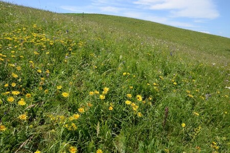 Vědci Botanického ústavu odhalili zdroj mimořádné druhové bohatosti luk v rumunské Transylvánii