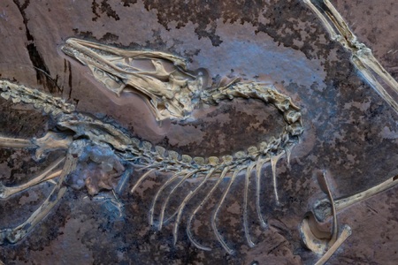 Poprvé ve vzduchu: Když dinosaurus dostal křídla