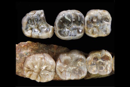 Sestřenice slavné Lucy? V Etiopii byly možná objeveny zuby dosud neznámého australopitéka