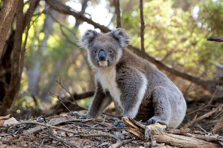 Populace australských koal ničí epidemie chlamydií, pomůže očkování?