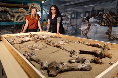 Nález fosilie pravěkého nosorožce přepisuje dějiny „Severoatlantického pevninského mostu“