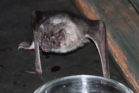 Jihoameričtí upíři budí obavy coby přenašeči vztekliny