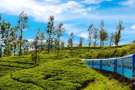 Dovolená na Srí Lance – od starobylých chrámů po čajové plantáže