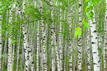 Teenagerka z doby kamenné si pochutnávala na žvýkačce z březové kůry
