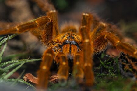 Sklípkan, nebo tarantule? Kdo je vlastně kdo?