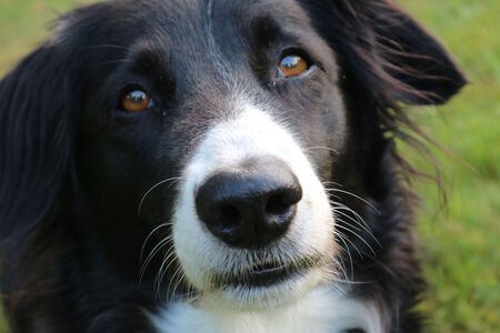 Čtyřnozí terapeuti: Psi mají pozitivní vliv na duševní zdraví teenagerů