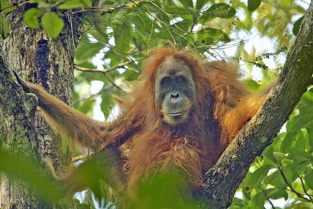 Při záplavách na Sumatře umírali lidé! Vědci se bojí i o ohrožené orangutany