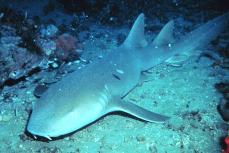 Zvířata odolná vůči virům a bakteriím. Mohou nám být zdrojem inspirace?