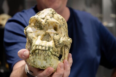 Je Little Foot novým, dosud nepojmenovaným druhem lidského předka?