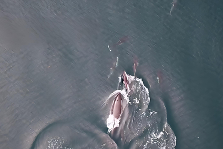 Spojenectví ze severních vod: Při lovu lososů dva druhy vytvářejí alianci