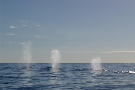 Díky dronům analyzují vědci velrybí dech