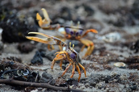 Někteří krabi rozkládají podle vědců mikroplastové částice!