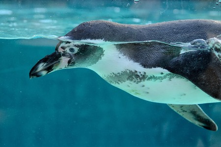 Tučňáci v ohrožení! Nedostává se jim ryb ani ledu