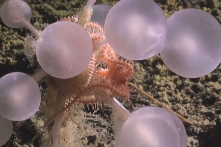 Ledové hlubiny u Antarktidy odhalily svá tajemství: 30 dosud neznámých hlubokomořských druhů