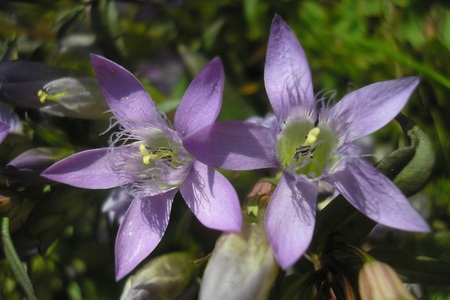 Rok 2026 je rokem hořců