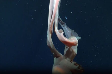 Neuvěřitelné záběry z hlubin: Talířovka, legenda oceánu, se opět objevila