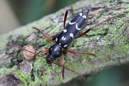 Brouci se vracejí, rostliny váhají. Co zůstává po invazním akátu?