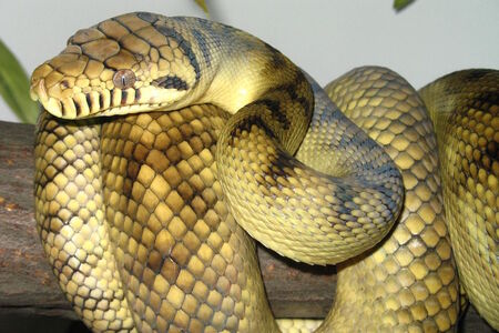 Hadi vzdorují gravitaci, vědci odhalují tajemství jejich vzpřímeného „stoje“