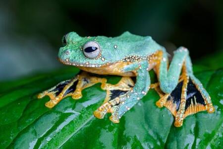 Létavka černoblanná: žába, co plachtí mezi stromy