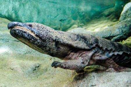 Velemloci: Králové mezi obojživelníky