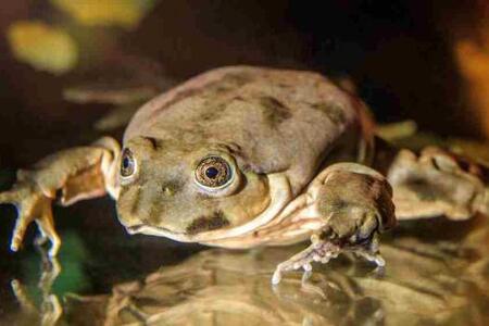 Vodnice posvátná: Fascinující žába z jezera uctívaného Inky