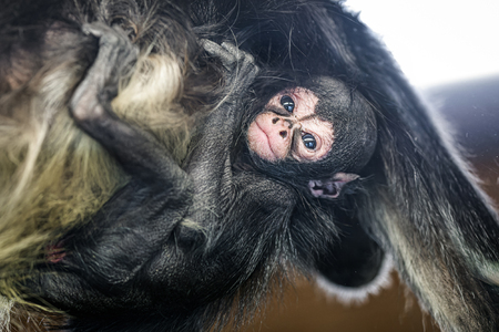 V Zoo Praha přišla na svět kriticky ohrožená „pavoučí opice“