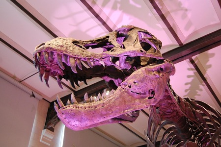 Fenomén zvaný Tyrannosaurus rex! Pomůže nová studie odhalit jeho „rodokmen“?