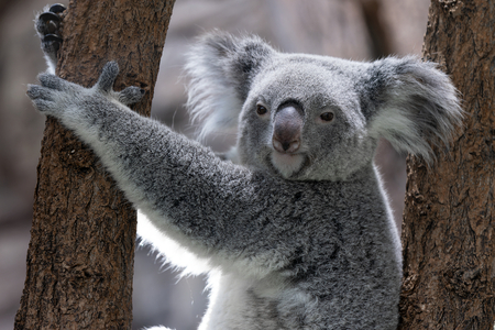 Chlamydie decimují populace koalů! Vědci hledají způsob, jak je zachránit