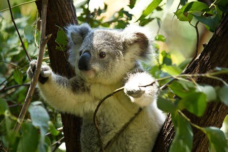 Koala: Medvídek, co vůbec není medvídek