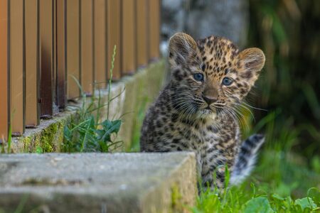 Kriticky ohrožený levhart: V olomoucké zoo se daří jeho odchov