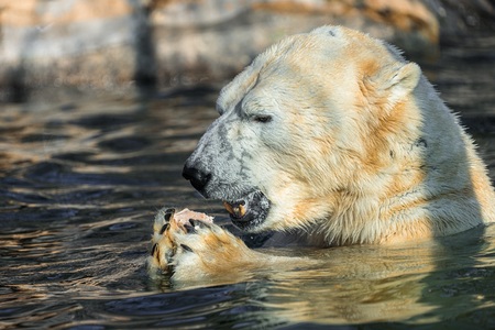 Od trubčích larev po šest kubíků větví: Jak funguje krmení zvířat v Zoo Praha?