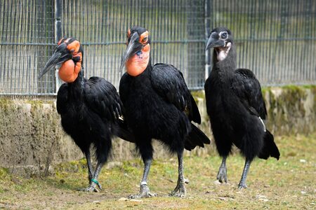 V přírodě je zranitelným druhem, v Zoo Praha se mláděti zoborožce kaferského daří