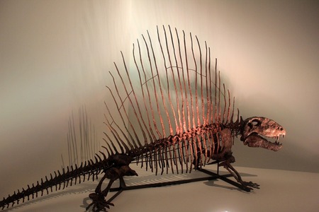 Dimetrodon: „Savcovitý plaz“ s plachtou