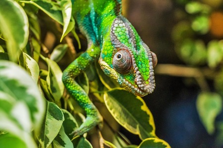 Chameleon pardálí: Bleskový lovec z Madagaskaru