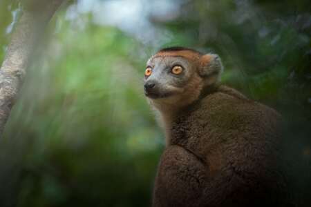 Úspěšná záchrana lemura korunkatého na ostrově Nosy Ankao