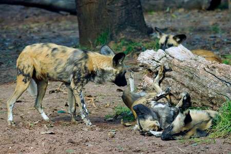 Psi hyenoví na cestě Afrikou! Urazí i tisíce kilometrů
