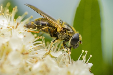 Pestřenky během migrace přenášejí biliony pylových zrn