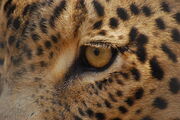 Členové tajné společnosti rituálně vraždili odění do kůží leopardů. Proč?