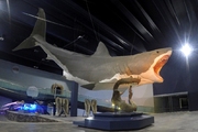 Přežil žralok megalodon do našich časů?